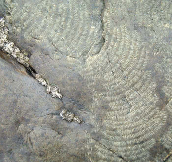 Limpet radula marks on the rock